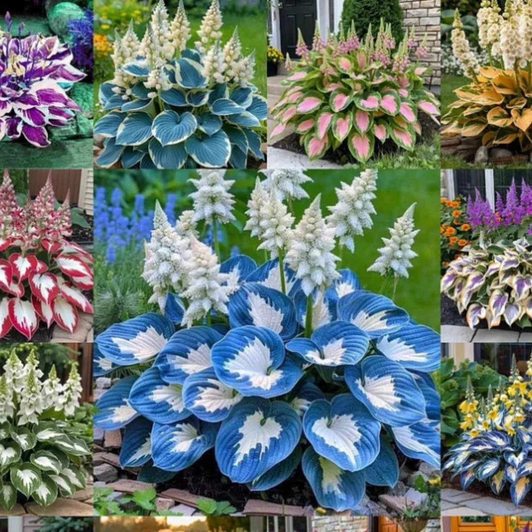 Shade-Tolerant and Cold-Hardy Hosta Flowers - Image 4