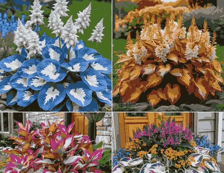 Shade-Tolerant and Cold-Hardy Hosta Flowers - Image 6